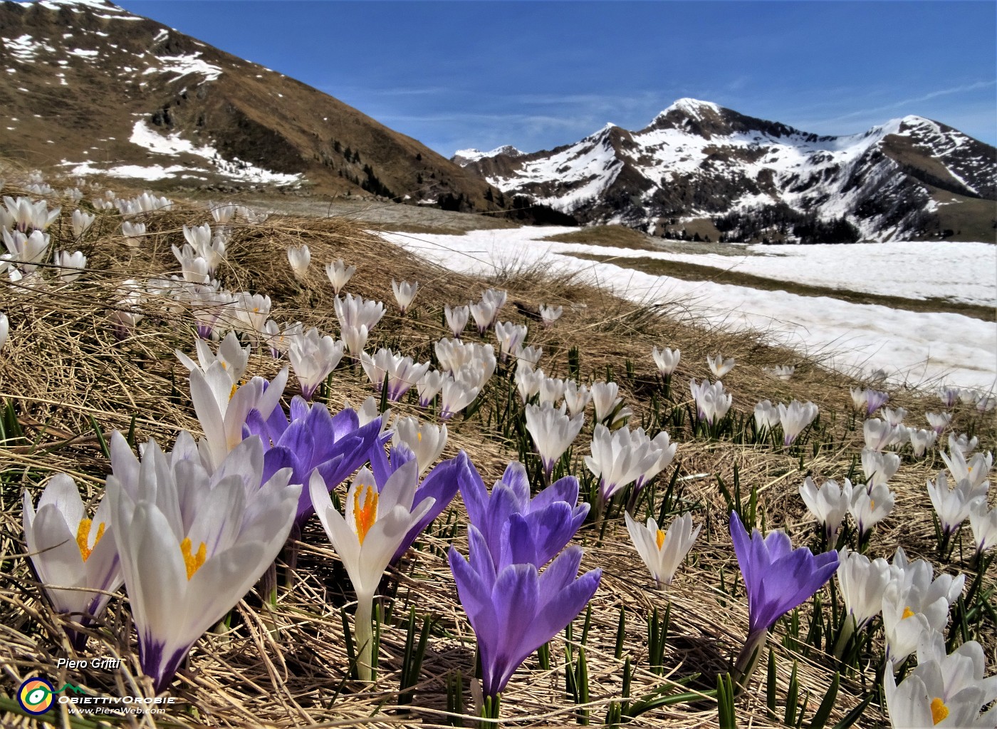 35 Sceso dal Passo San Simone sono sui pascoli fioriti di Crocus vernus oltre la Casera dei Sessi.JPG